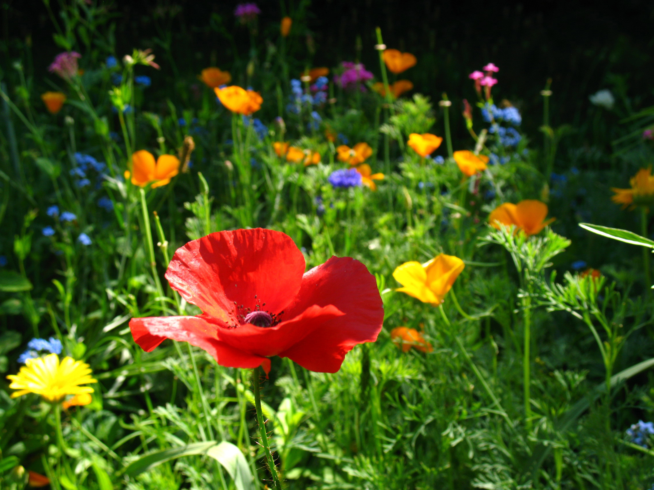 pr wildflowers red poppy